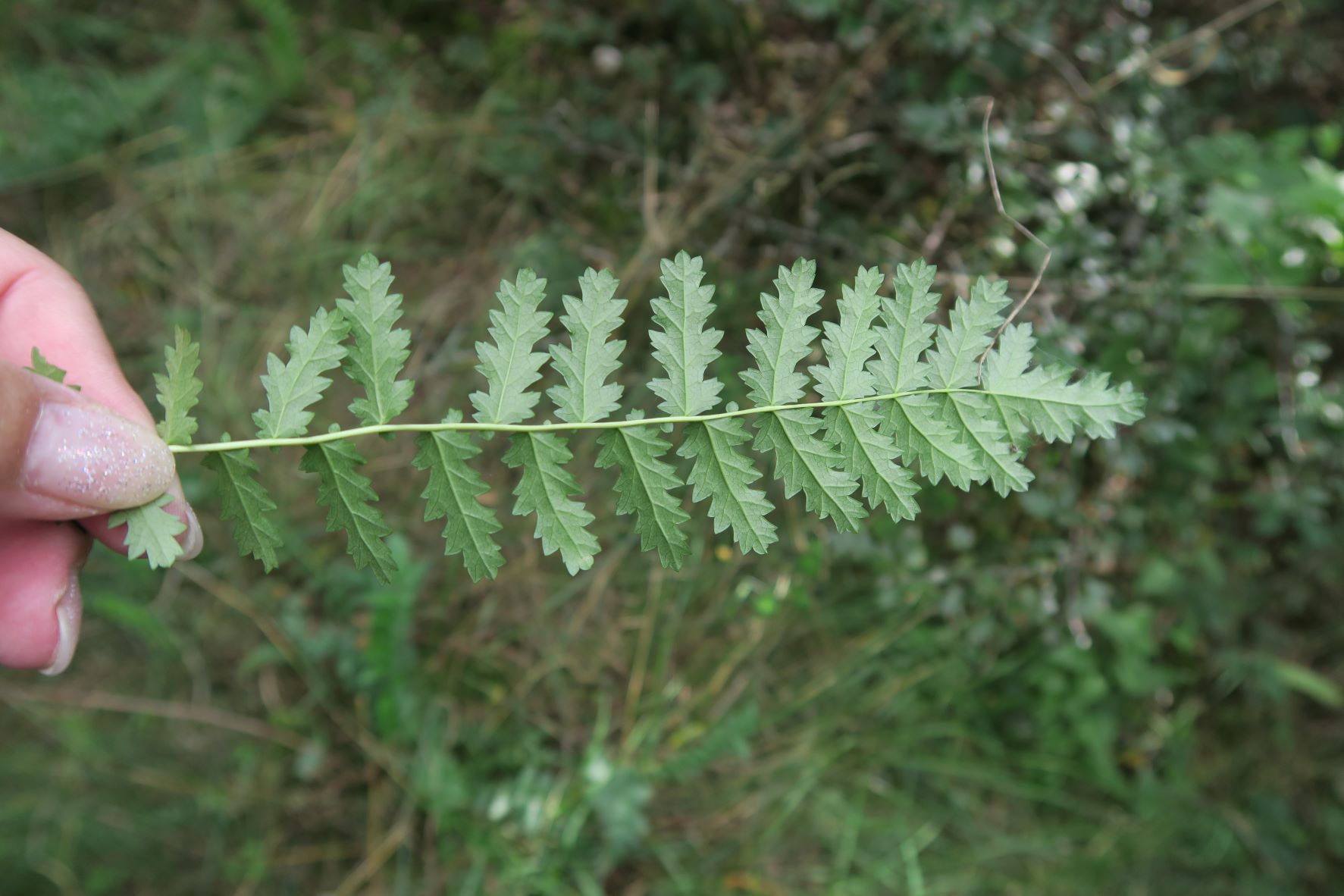 Filipendula) vulgaris Knollen-Mädisüß) vegetativ, Neusiedl aS Kalvarienberg 02.09.2021 C5X (2).JPG