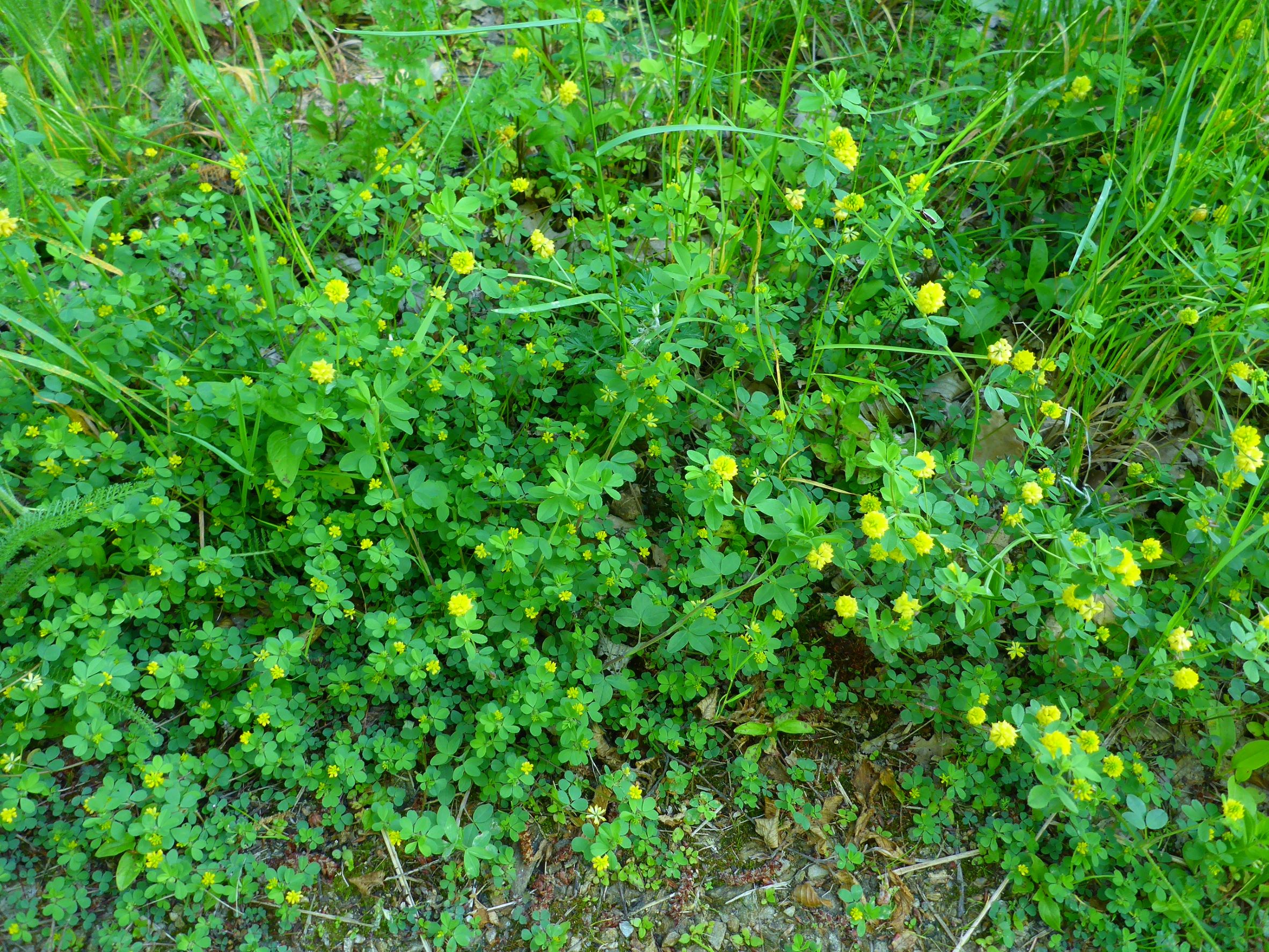 P1040353 leithaberg bei breitenbrunn, trifolium dubium, trifolium campestre, 2016-05-23.JPG