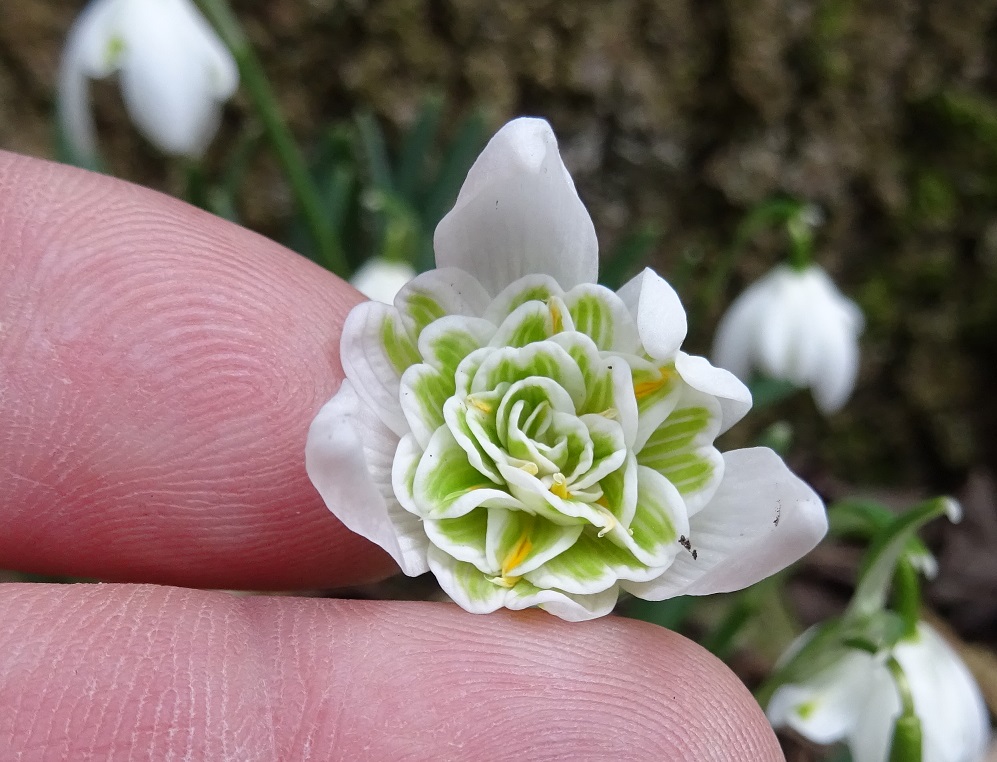 02-21-2020  Galanthus agg..JPG