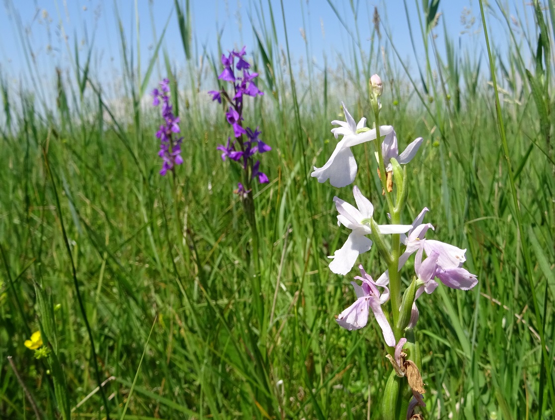 Anacamptis palustris, Wr. Becken .JPG