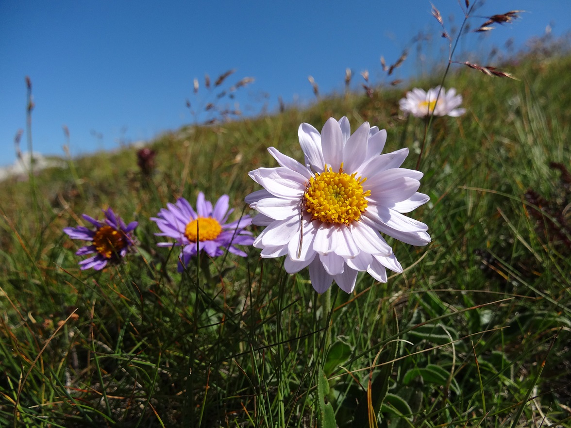 Aster alpinus, SChneeberg .JPG