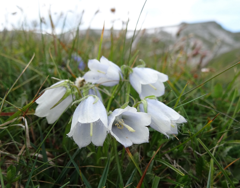 Campanula alpina, Schneeberg  (2).JPG