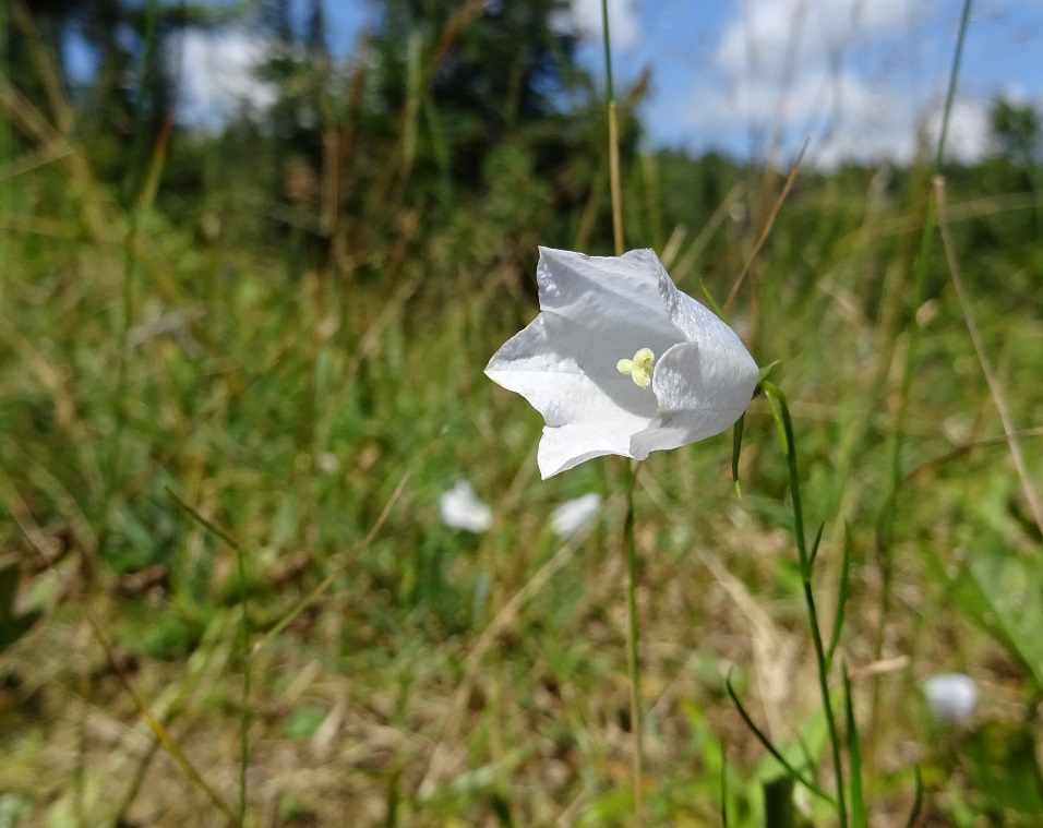 Campanula scheuchzeri  Rax (2).JPG