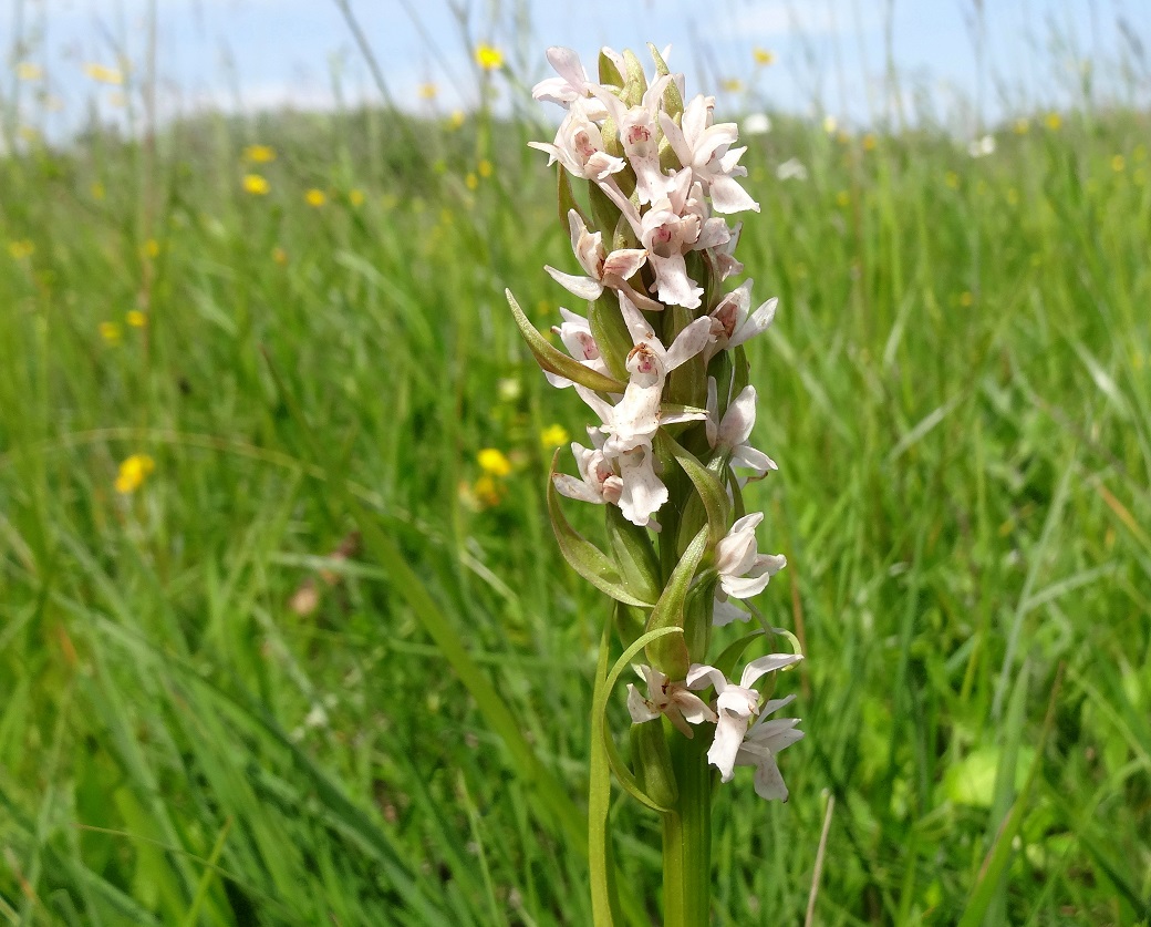 Dactylorhiza incarnata Wr. Becken .JPG