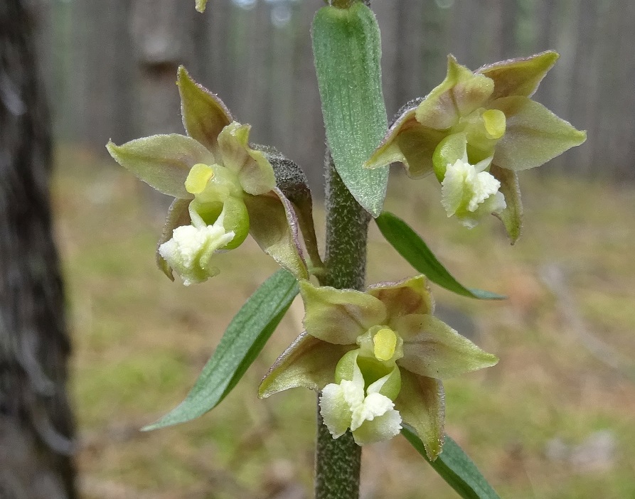 Epipactis atrorubens  Steinfeld .JPG