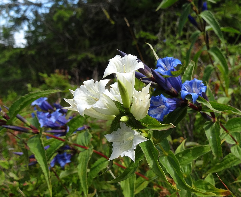 Gentiana asclepiadea, Fischbacher Alpen).JPG