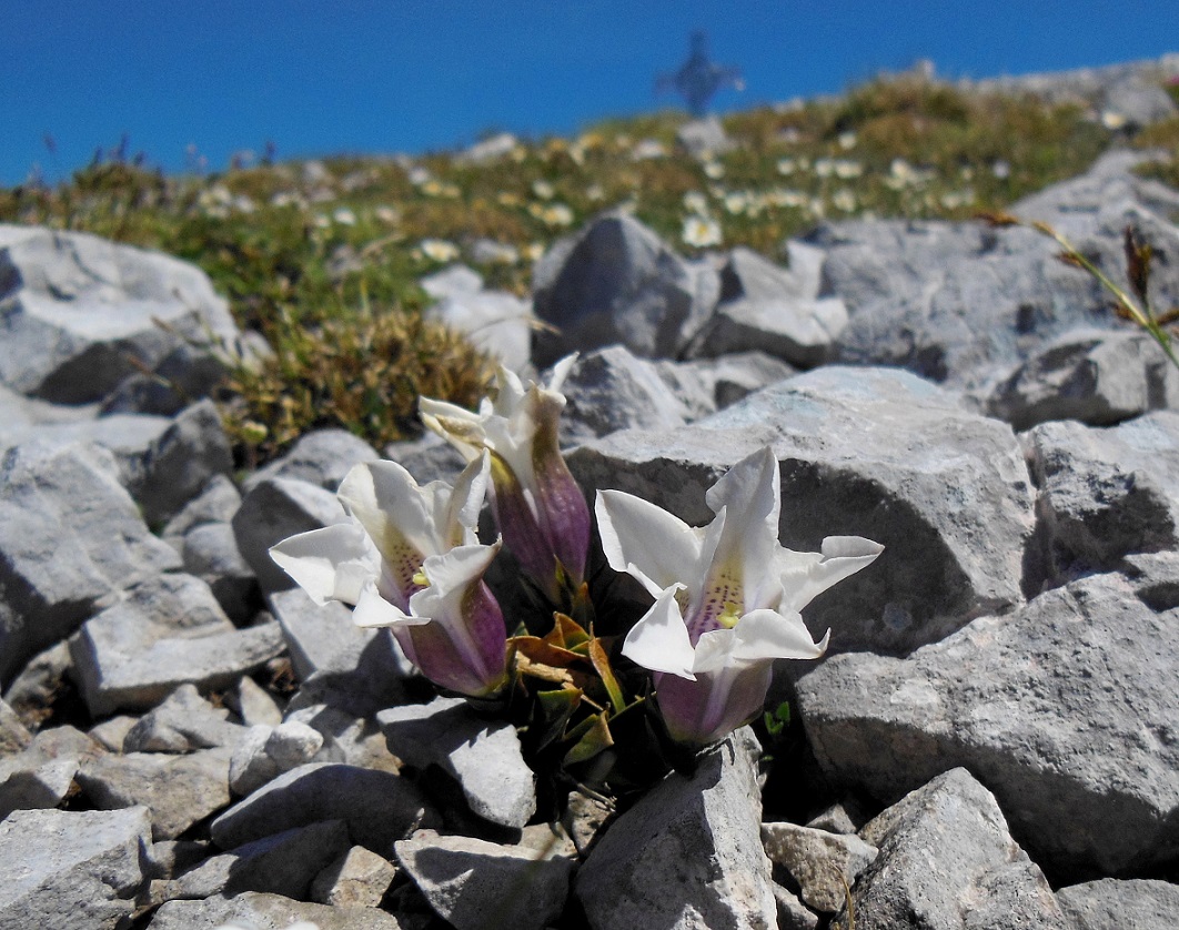 Gentiana clusii ,  Rax (9).JPG