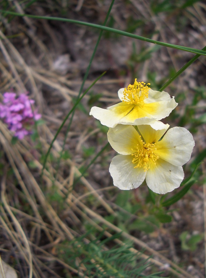 Helianthemum agg,.   Pfaffstätten .JPG