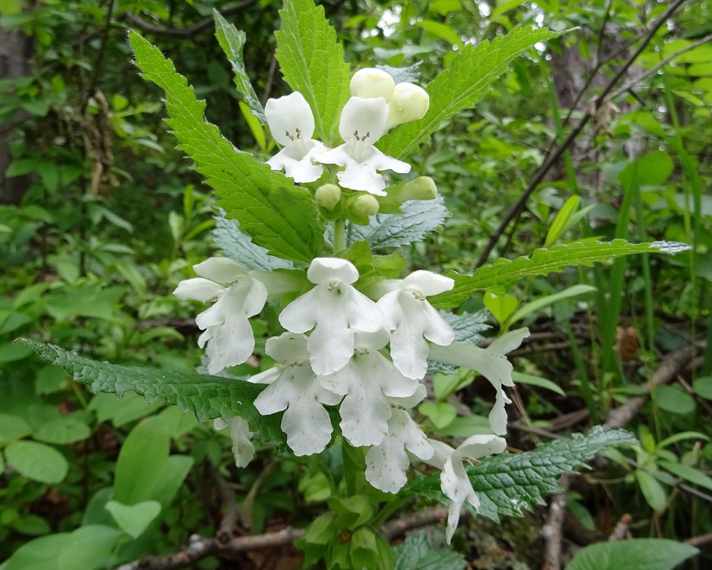 Melittis melissophyllum, Pfaffstätten.JPG