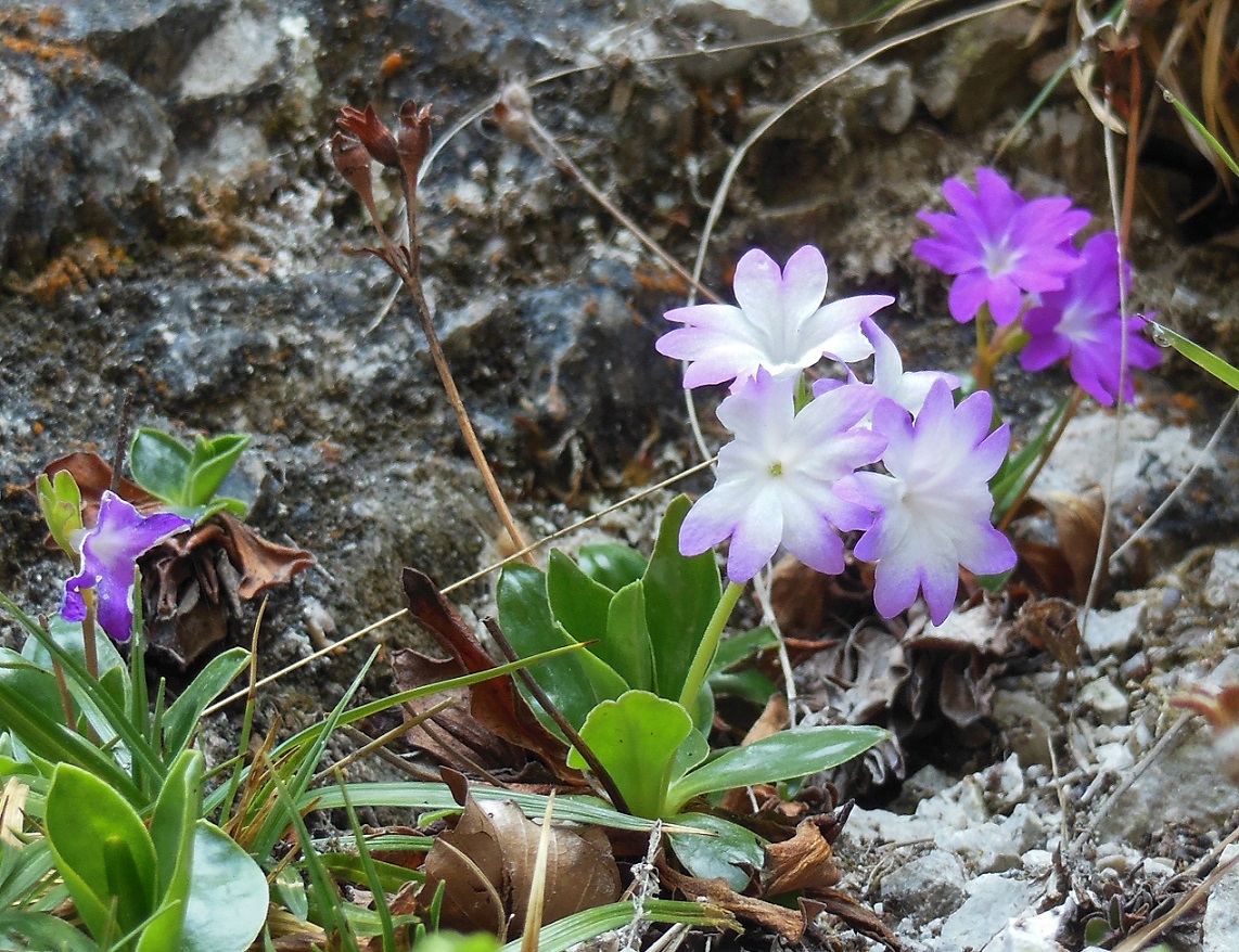 Primula clusiana Gutensteiner Alpen .JPG