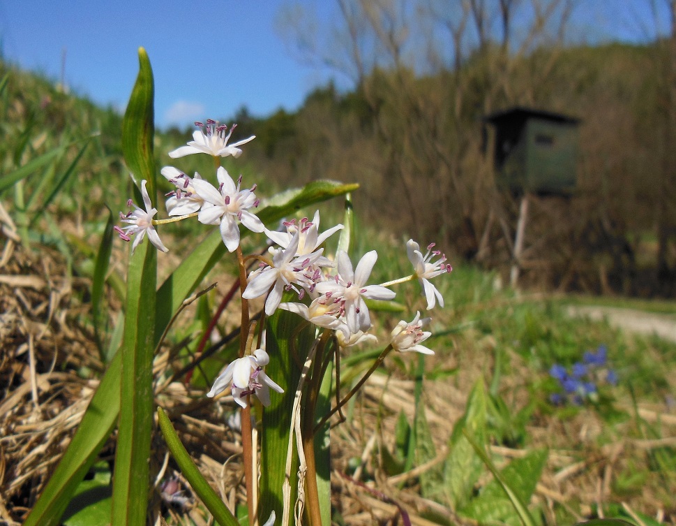 Scilla vindobonensis Triestingtal .JPG