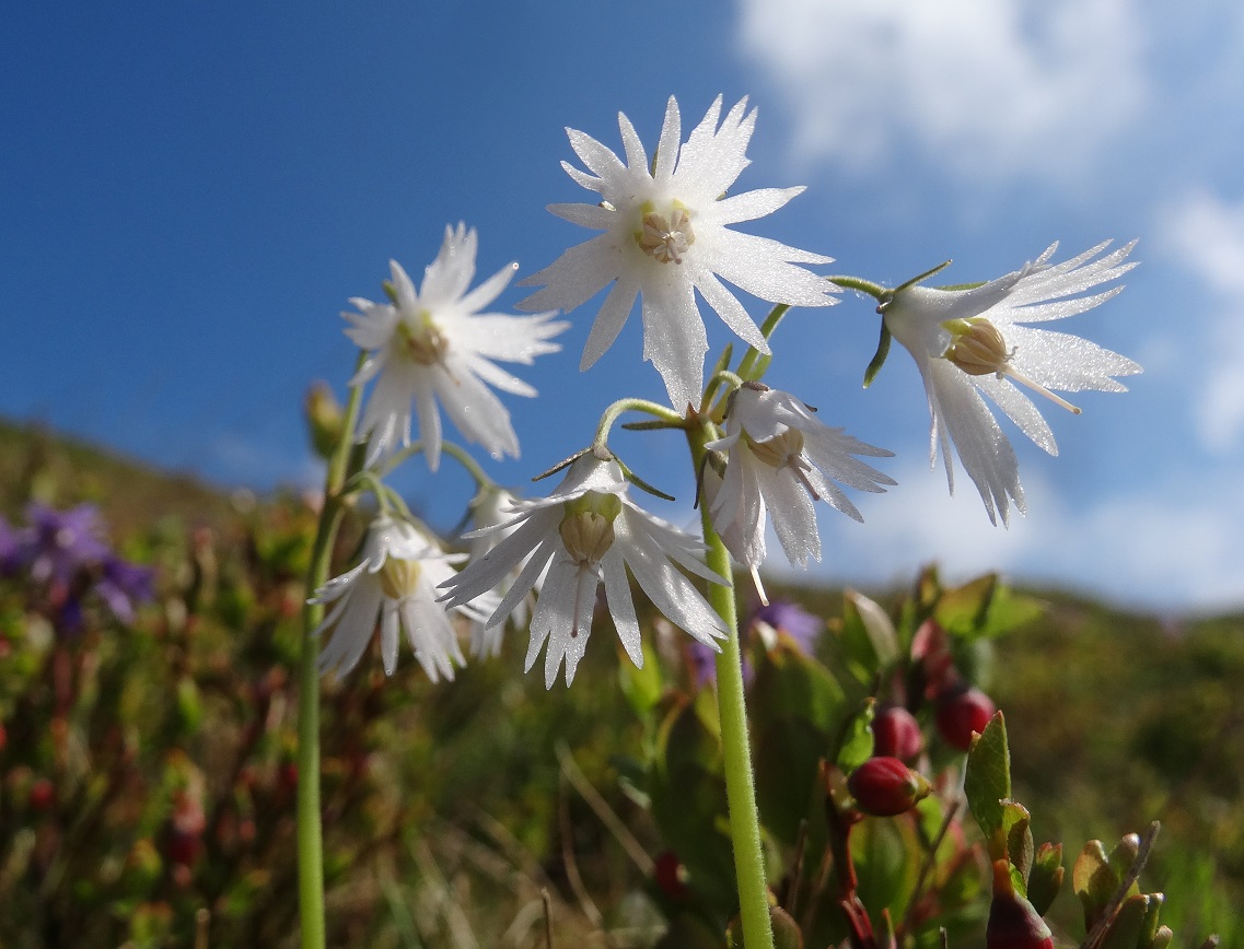 Soldanella major, Fischbacher Alpen.JPG