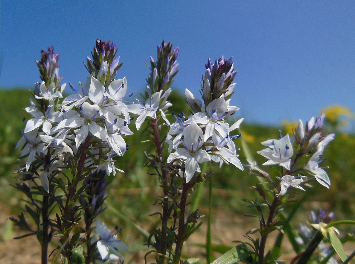 Veronica prostrata Siegendorf .JPG