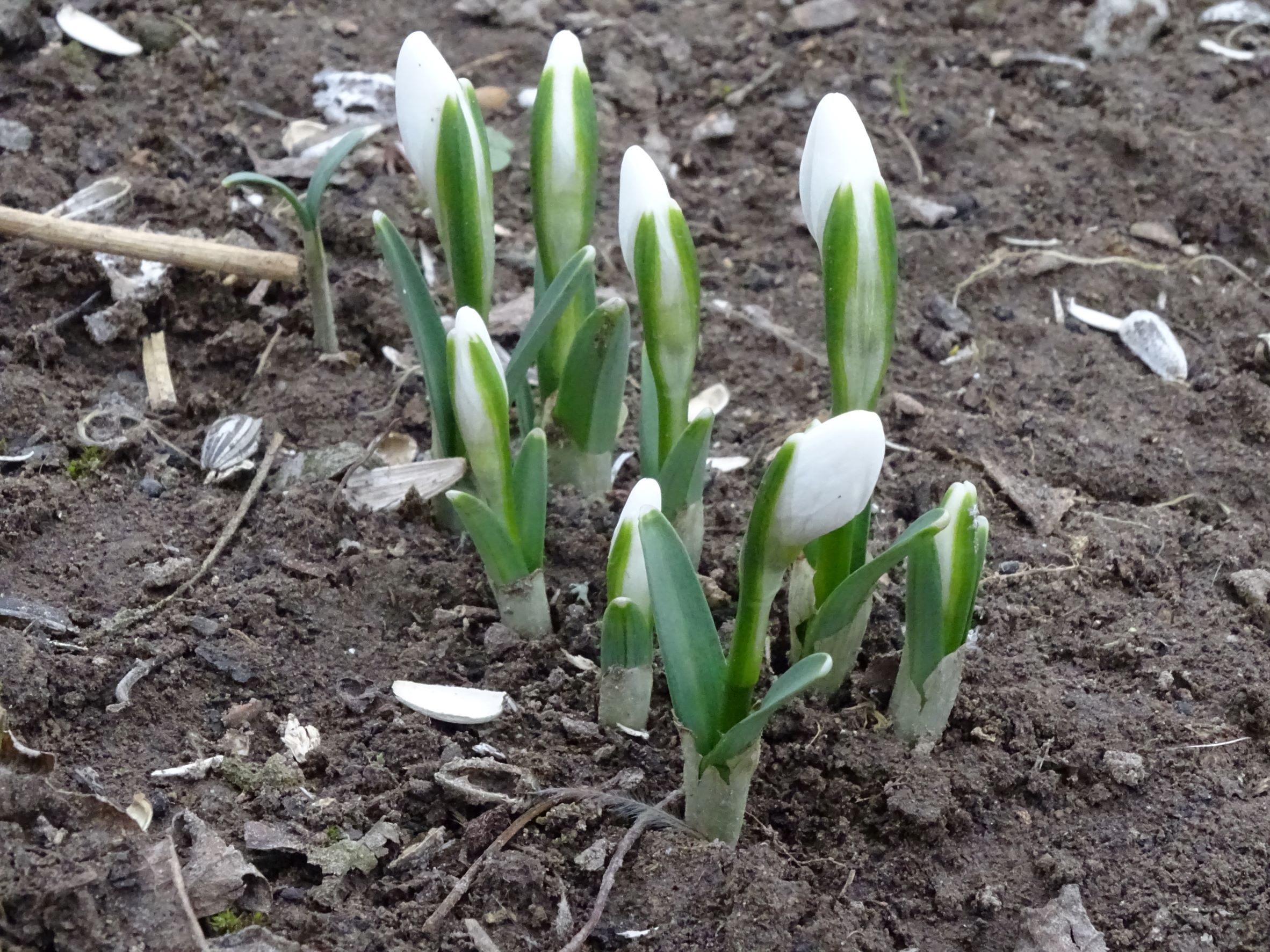 DSC00061 phäno hainburg-braunsbergfuß, galanthus nivalis, 2022-01-29.JPG