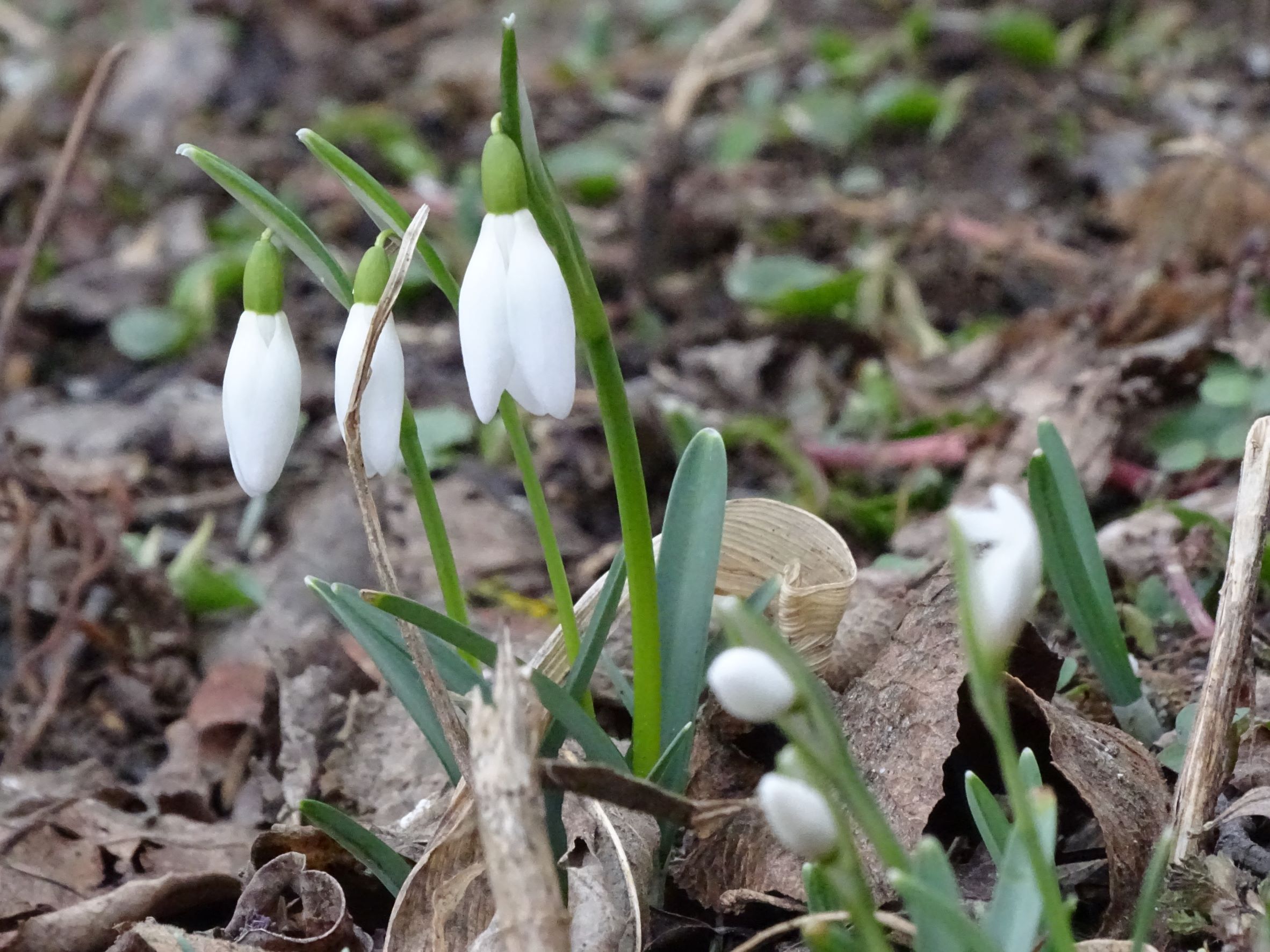 DSC00059 phäno hainburg-braunsbergfuß, galanthus nivalis, 2022-01-29.JPG