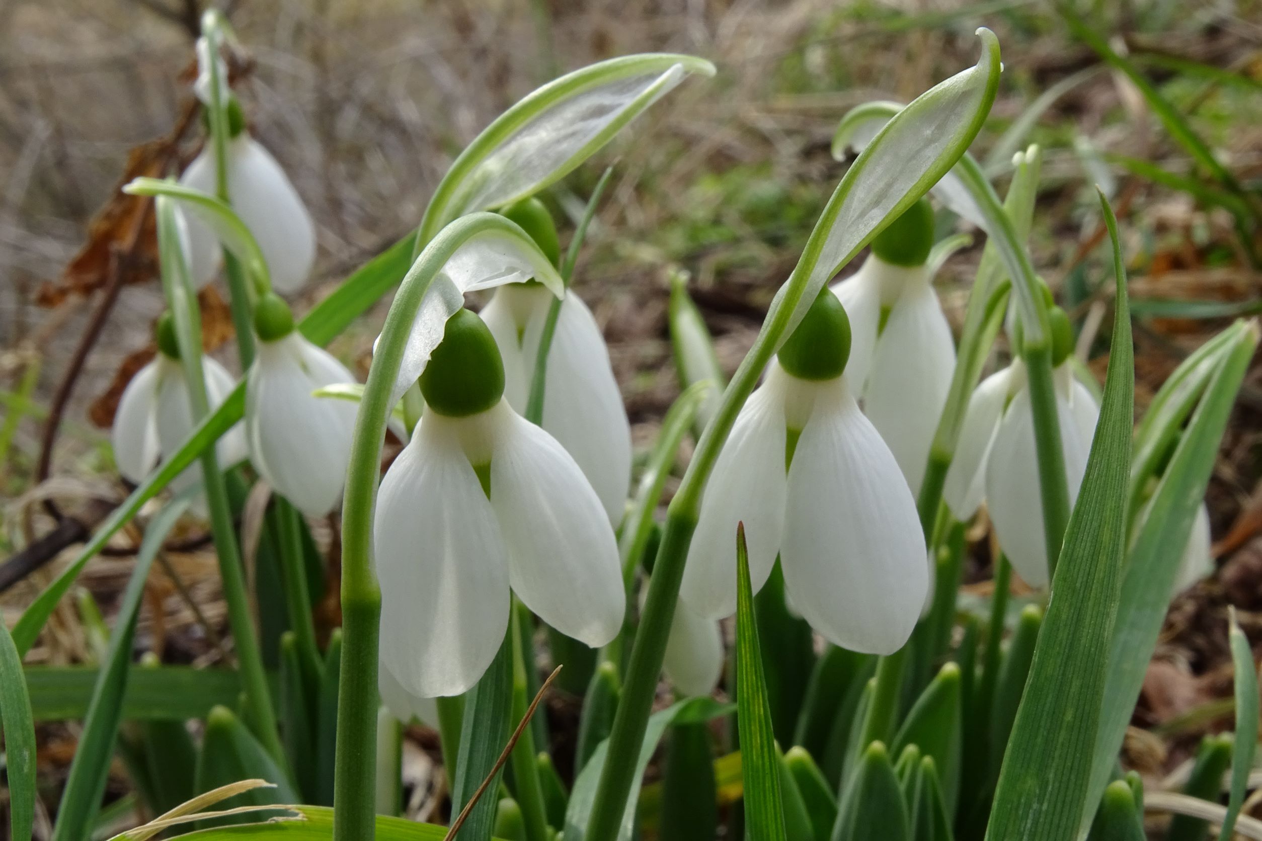 DSC00031 phäno hainburg-braunsbergfuß, galanthus elwesii, 2022-01-29.JPG