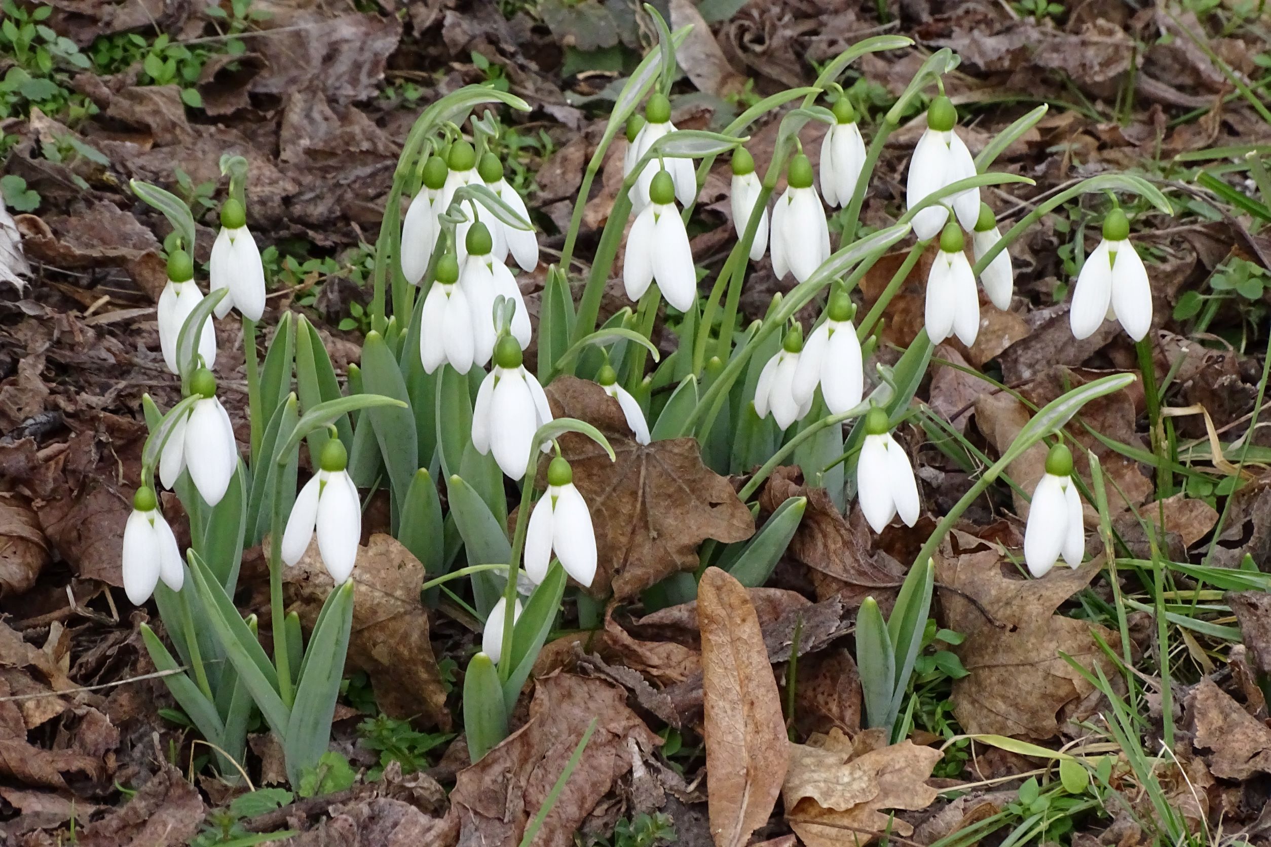 DSC00030 phäno hainburg-braunsbergfuß, galanthus elwesii, 2022-01-29.JPG