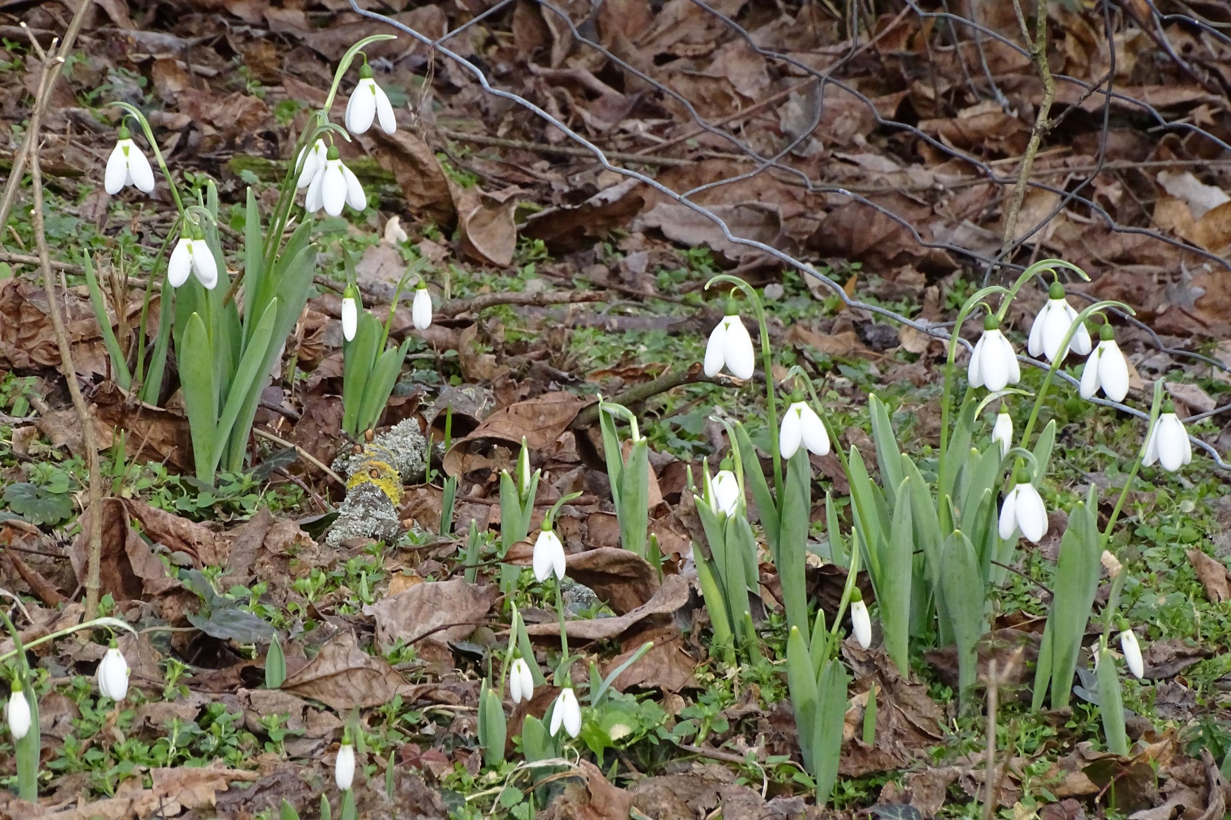 DSC00026 phäno hainburg-braunsbergfuß, galanthus elwesii, 2022-01-29.JPG