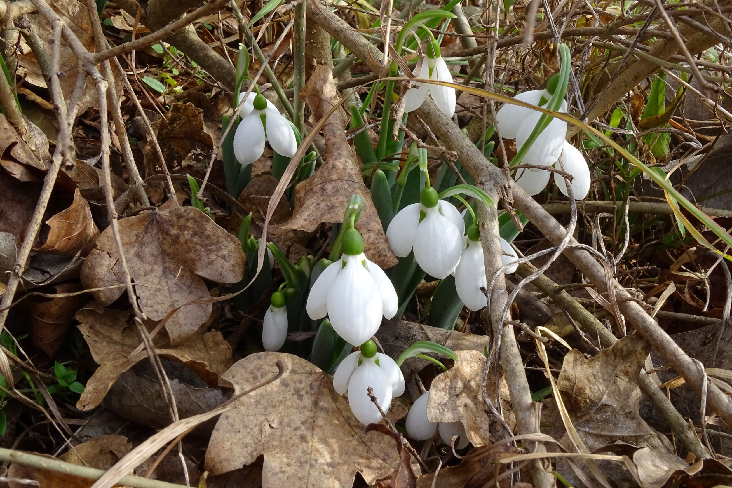 DSC00023 phäno hainburg-braunsbergfuß, galanthus elwesii, 2022-01-29.JPG