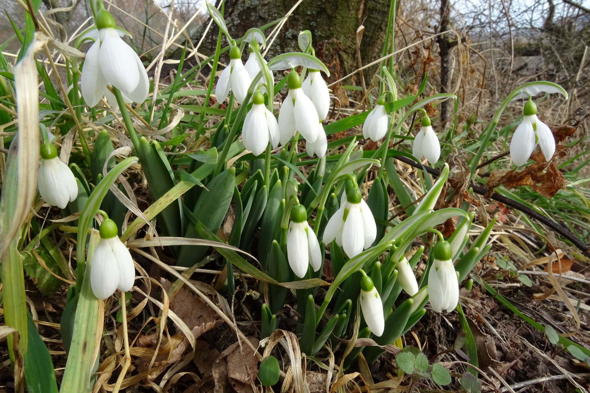 DSC00022 phäno hainburg-braunsbergfuß, galanthus elwesii, 2022-01-29.JPG