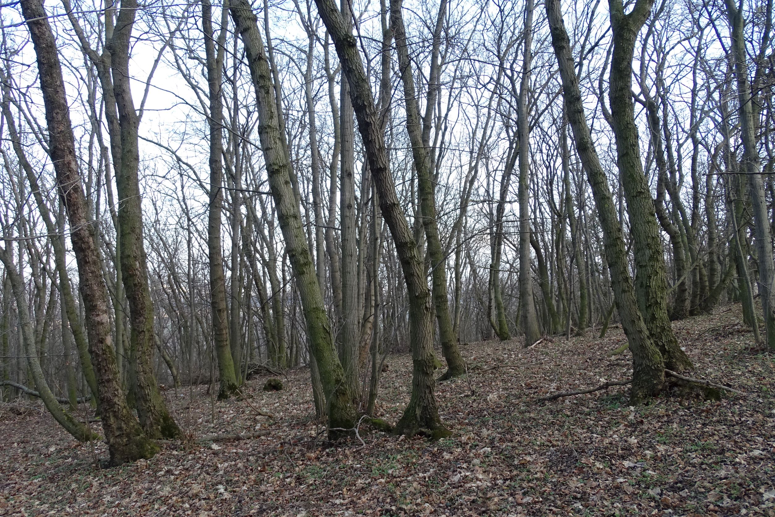 DSC00067 braunsberg 2020 intakter esch-li-wald.JPG