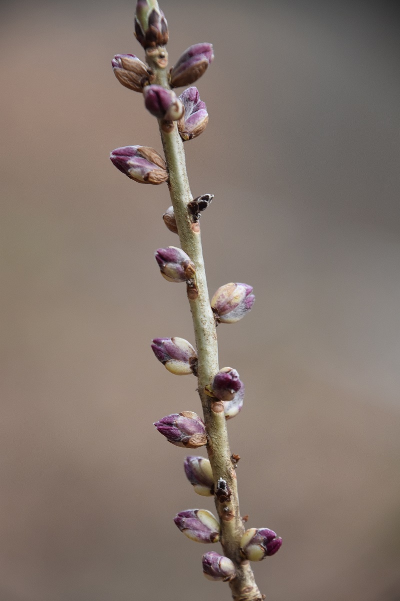 Gmd. Wienerwald - 04022022 - (19) -  - Daphne mezereum - Echter Seidelbast.JPG