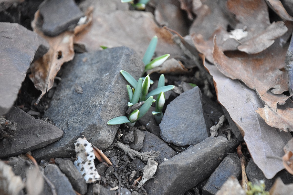 Breitenfurt Festenberg - 05022022 - (27) - Galanthus nivalis - Schneeglöckchen.JPG