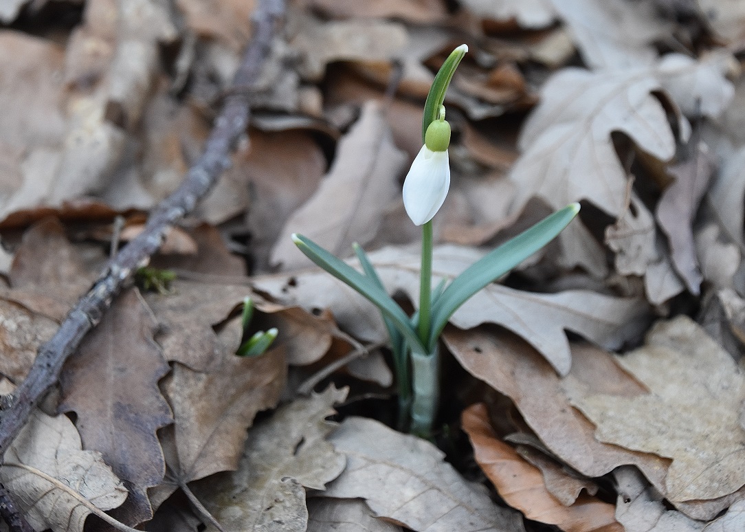 Breitenfurt Festenberg - 05022022 - (28) - Galanthus nivalis - Schneeglöckchen.JPG