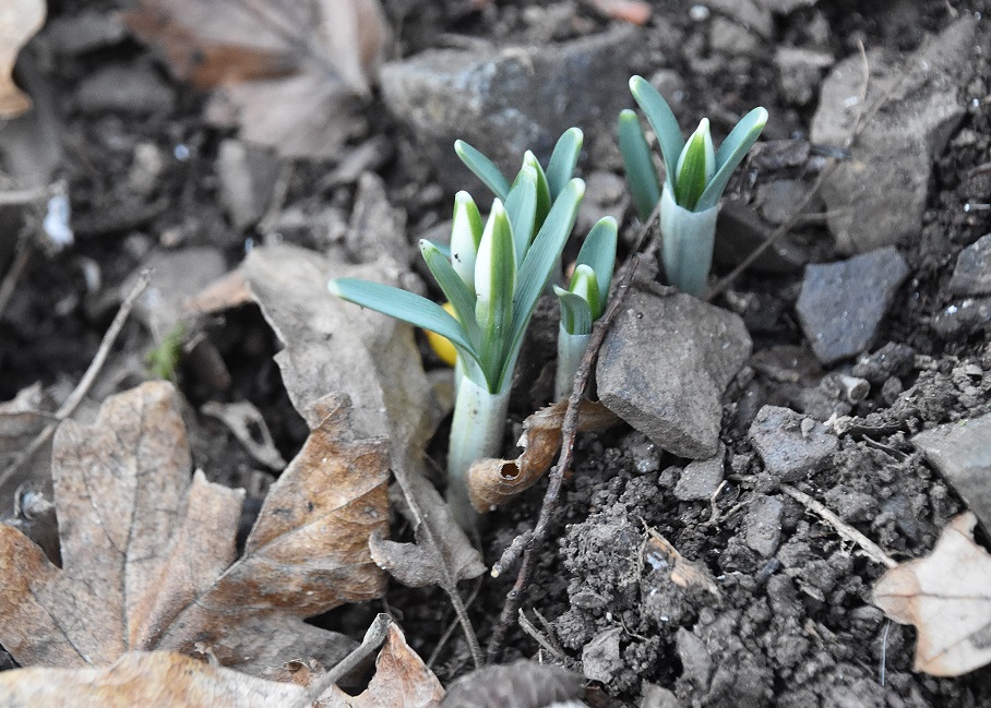 Breitenfurt Festenberg - 05022022 - (29) - Galanthus nivalis - Schneeglöckchen.JPG