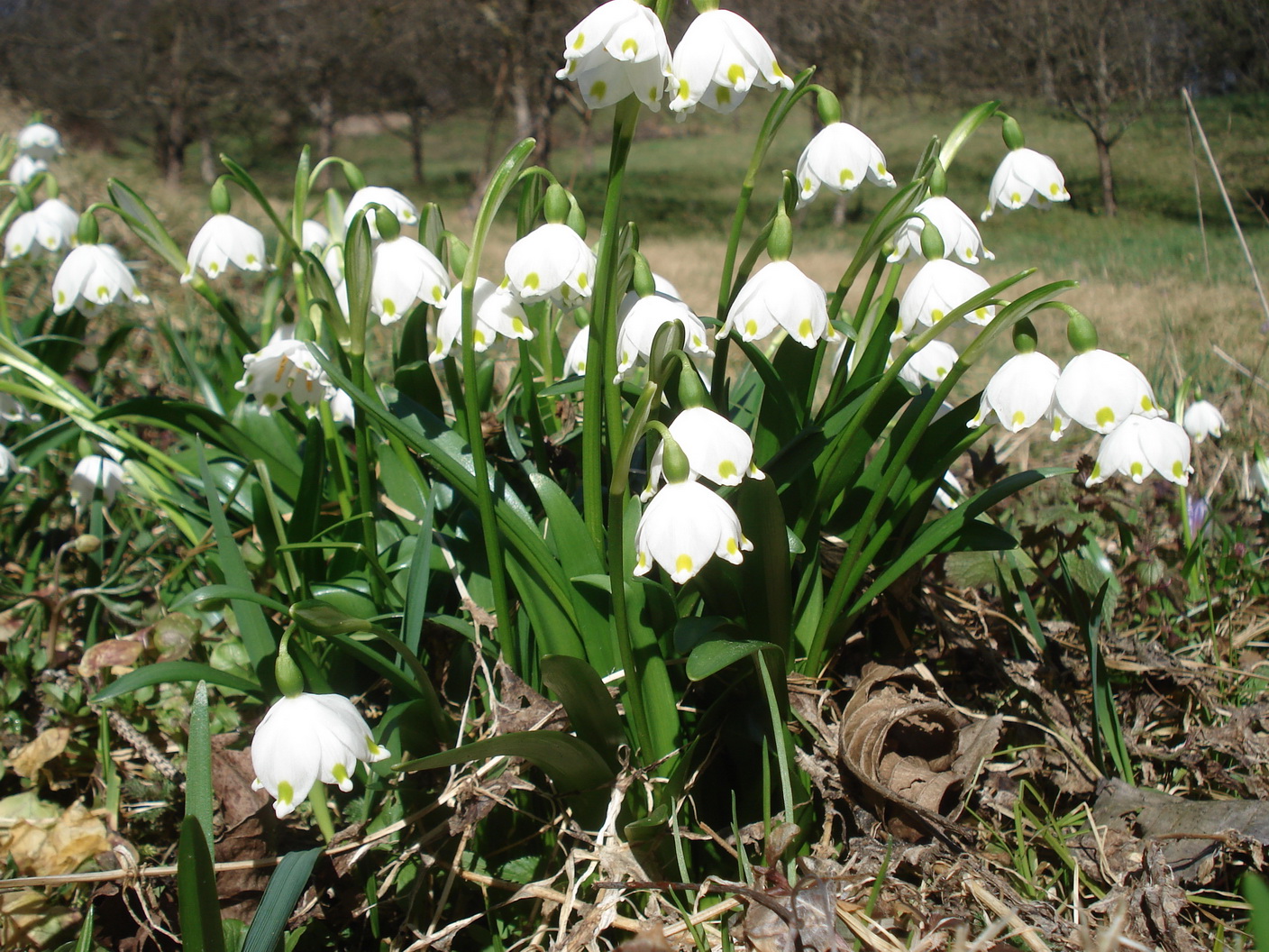 Leucojum.vernum.St-Gamsgebirg.JPG