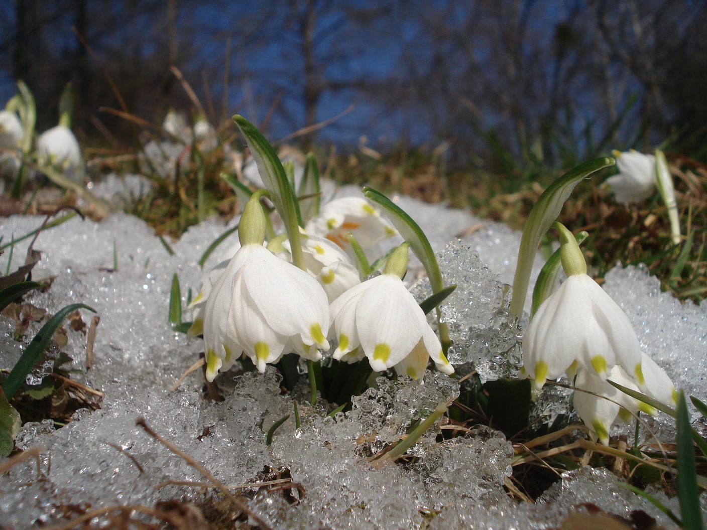 Leucojum.vernum.St-Gamsgeb..JPG