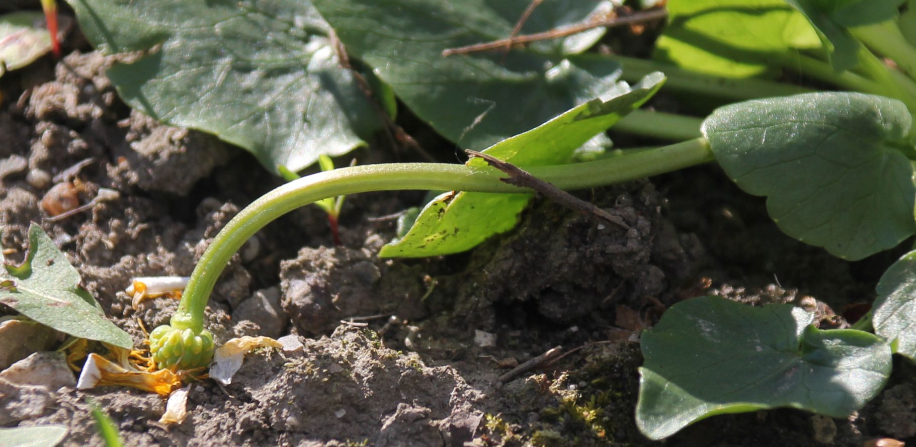 Ficaria_calthifolia_Moellersdorf_20170406_06.jpg