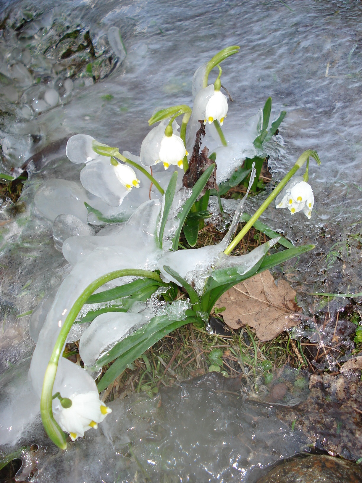 Leucojum.vernum.Eibiswald.Radlberg.jpg