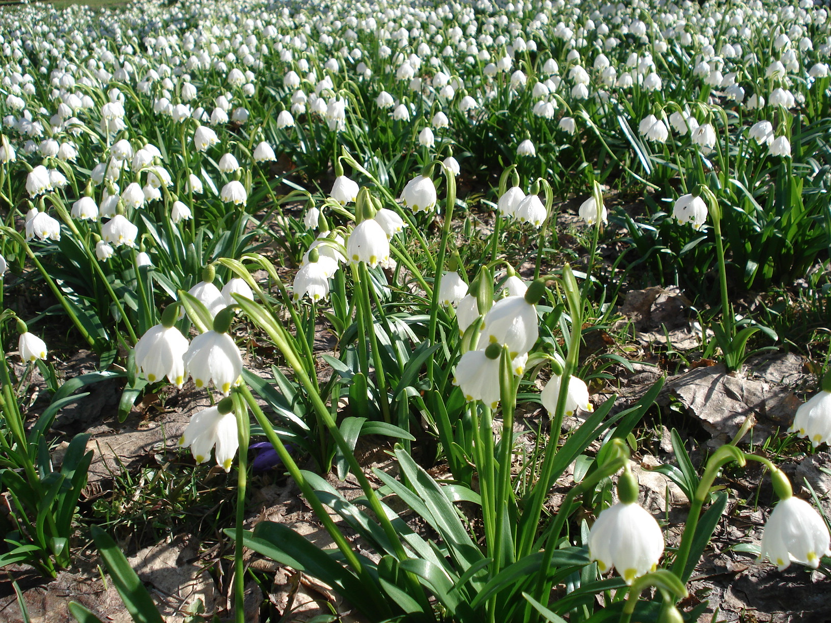 Leucojum.vernum.Neurath.jpg