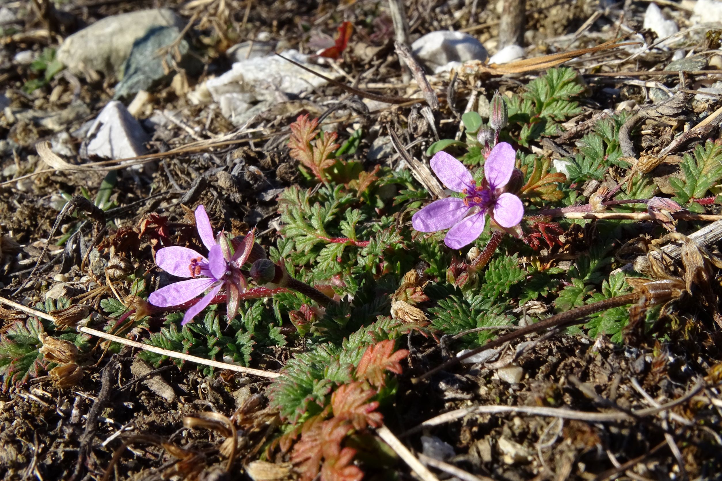 DSC00772 osliper silberberg, erodium cicutarium, 2022-02-10.JPG
