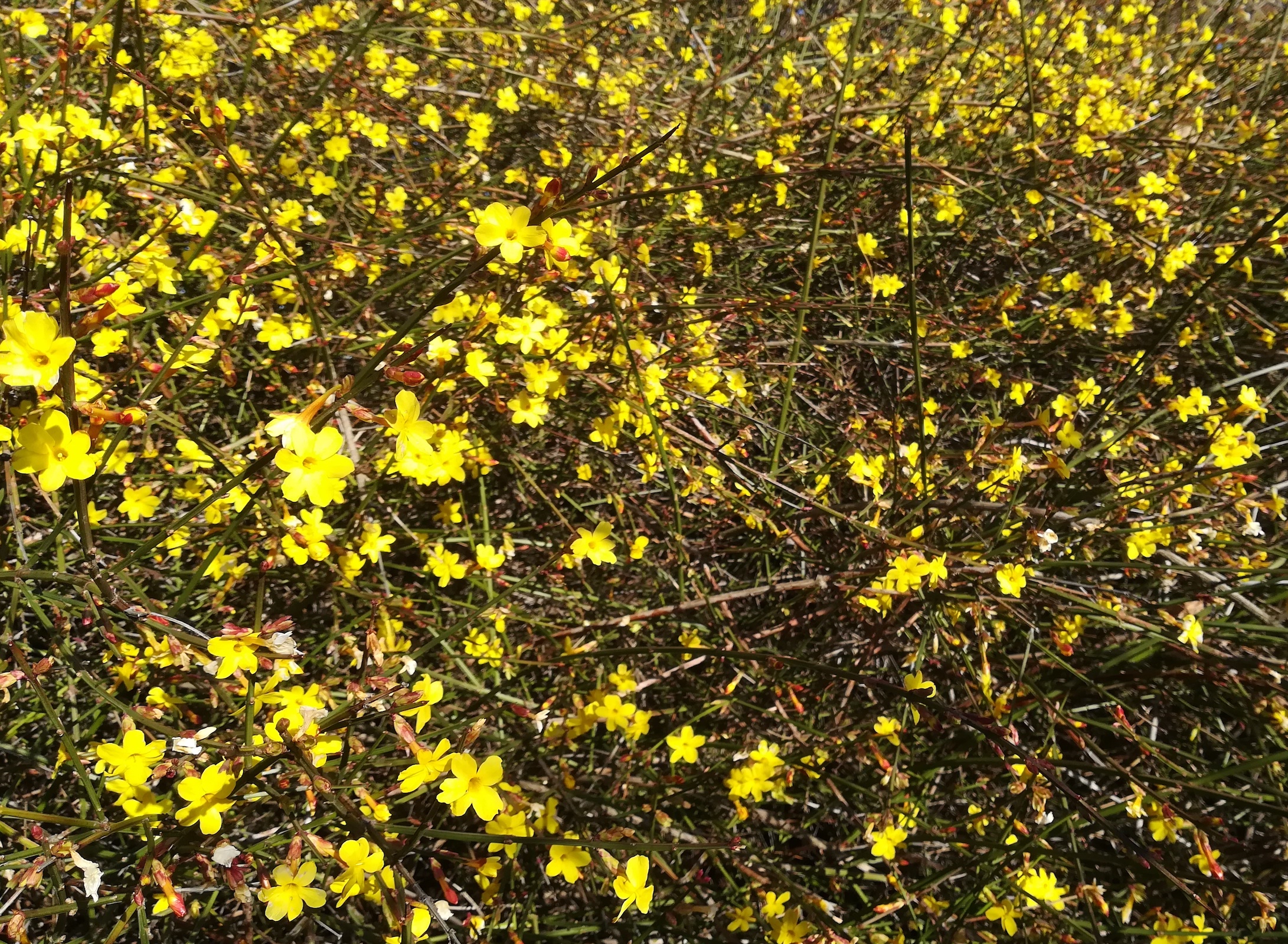 jasminum nudiflorum donauinsel um wehr 2_20220210_133829 Kopie.jpg