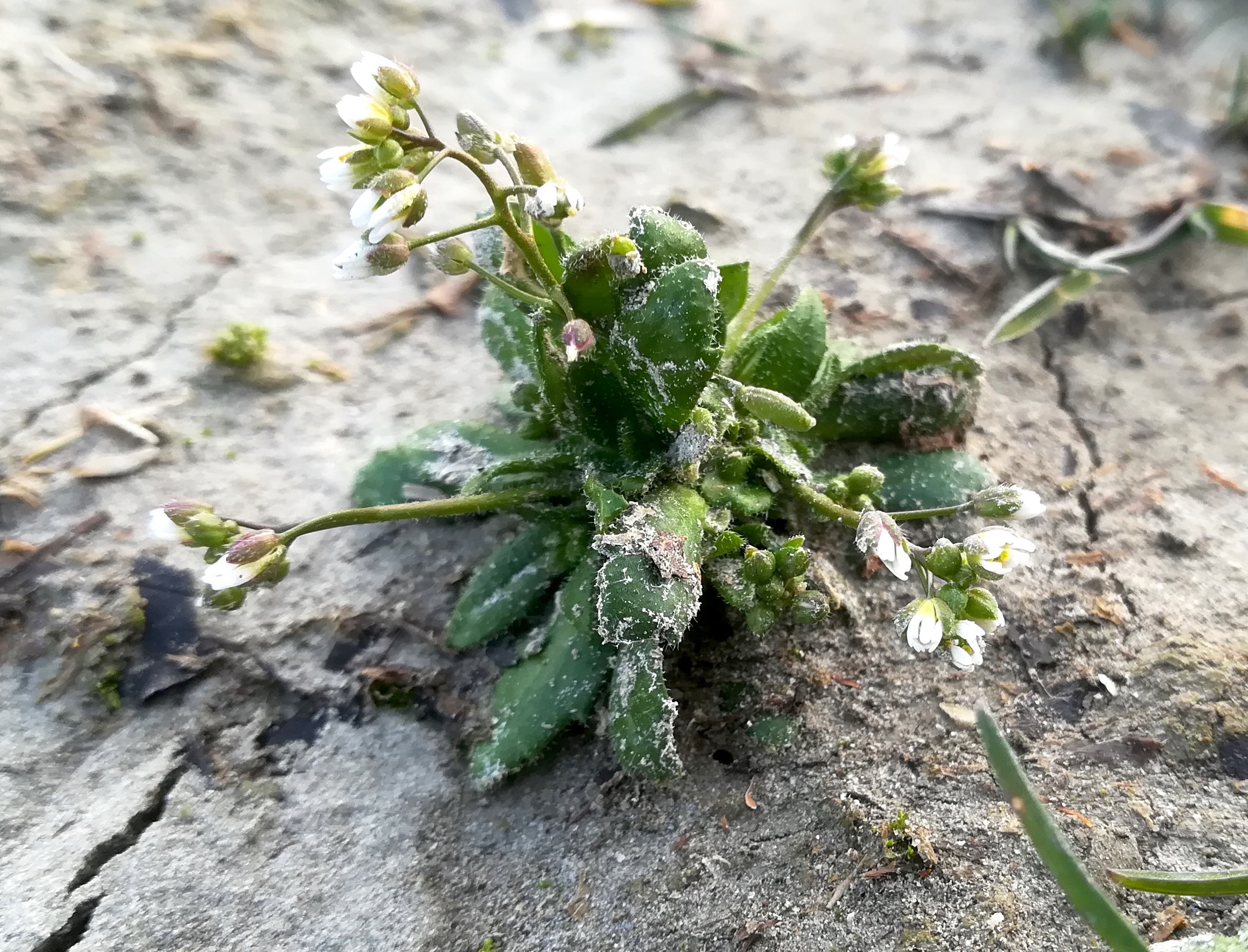 draba verna agg. donauinsel um wehr 2_20220210_161905.jpg
