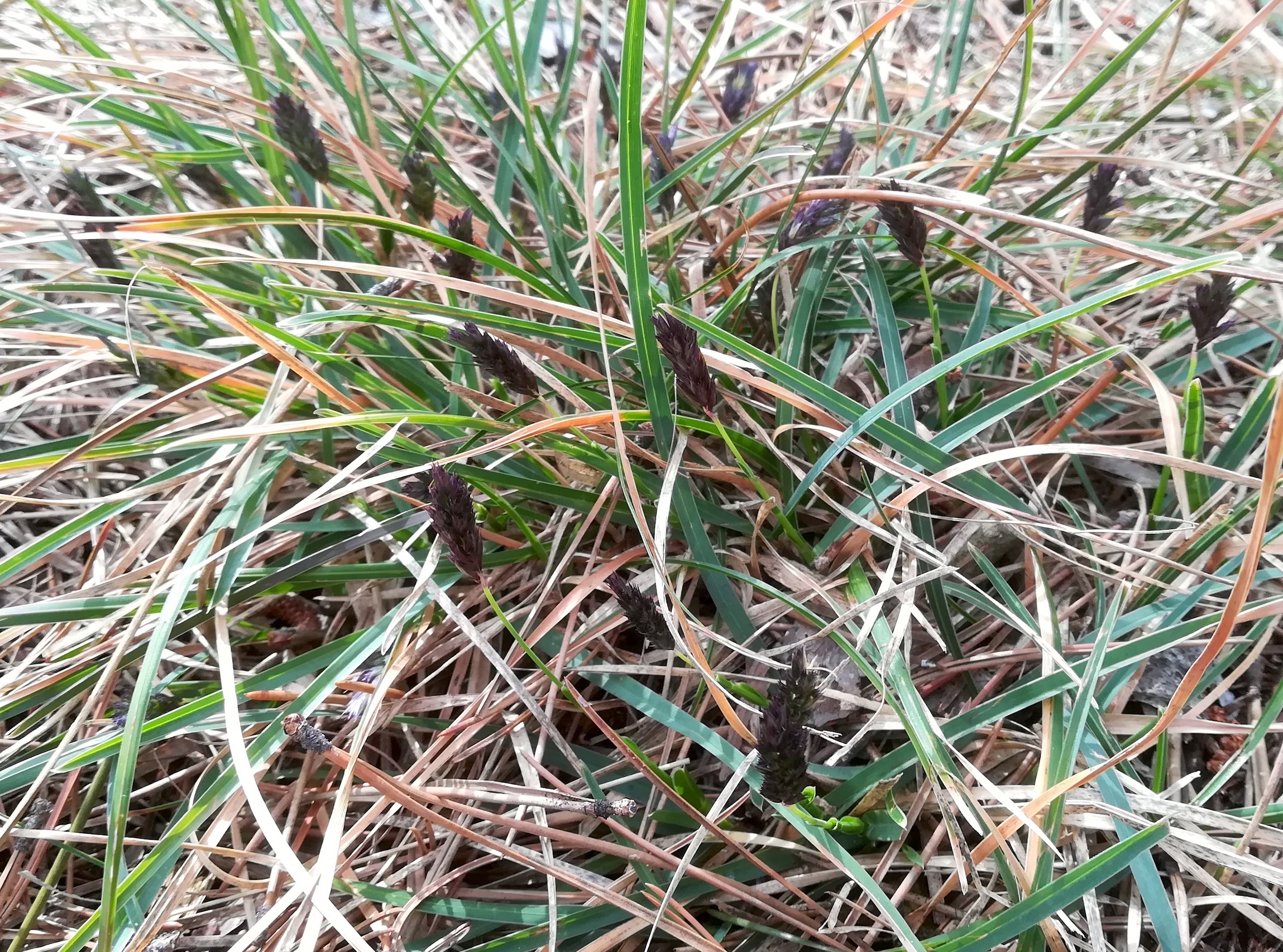 sesleria caerulea helenenhöhe harzberg vöslau_20220212_122212 2.jpg