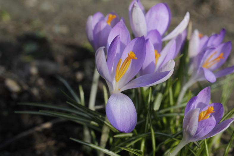crocus tommasinianus kl_MG_1207 (2).jpg