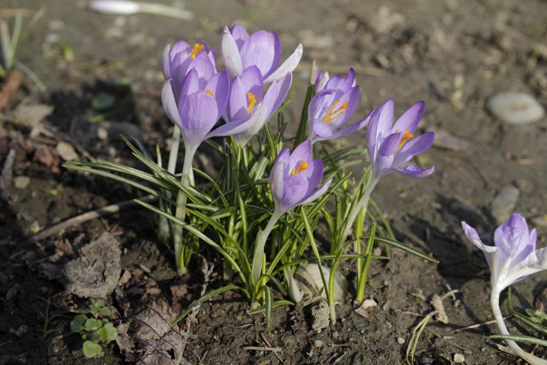 crocus tommasinianus kl_MG_1207 (1).jpg