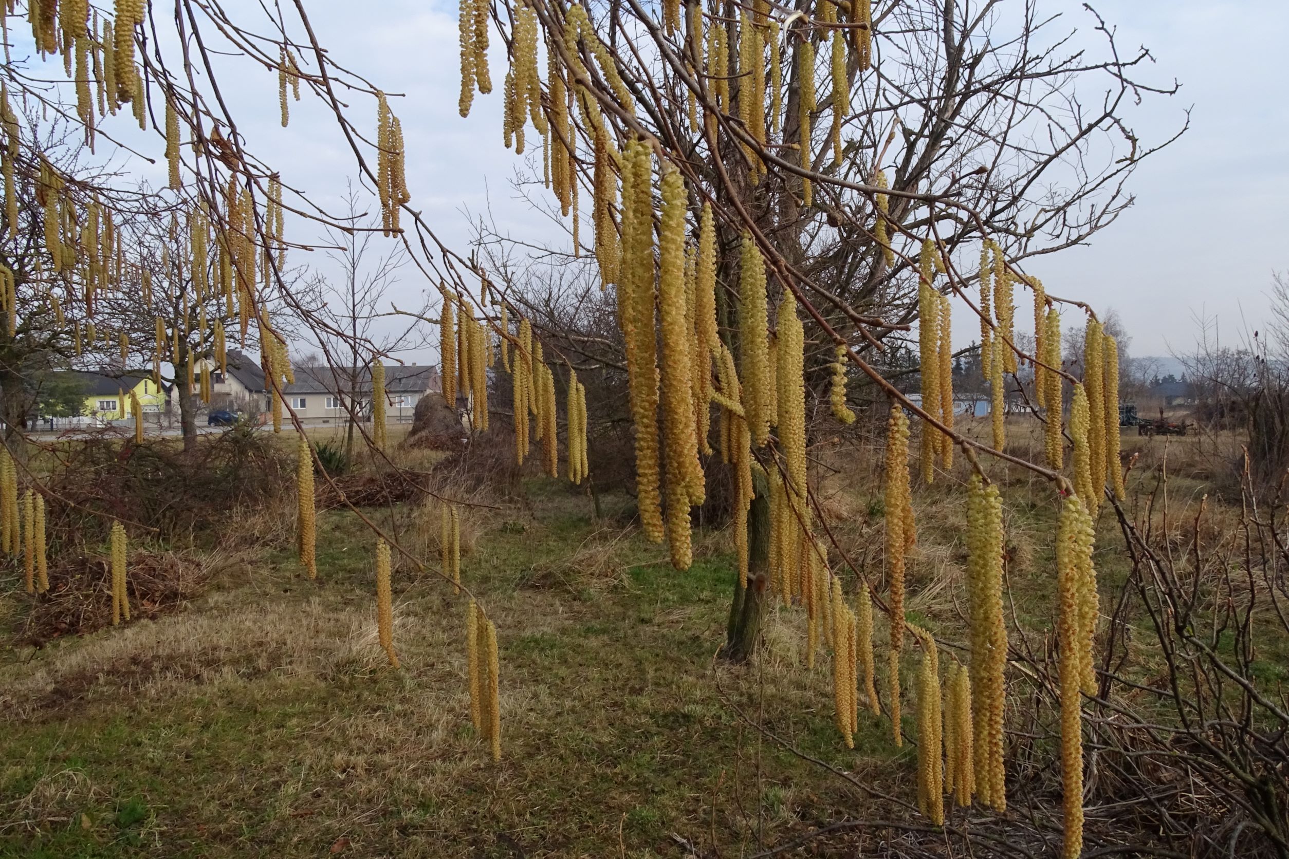 DSC01370 phäno corylus avellana prellenkirchen-mitte, 2022-02-15.JPG