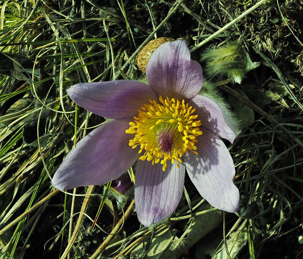 k-Pulsatilla grandis.JPG