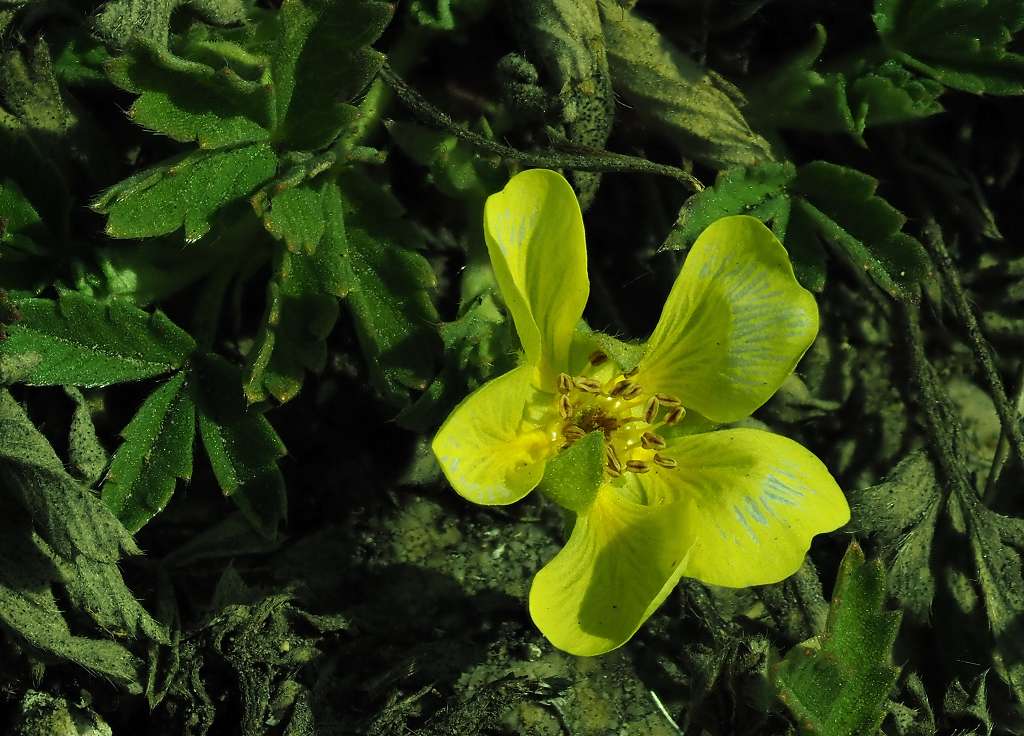 k-Potentilla incana.JPG