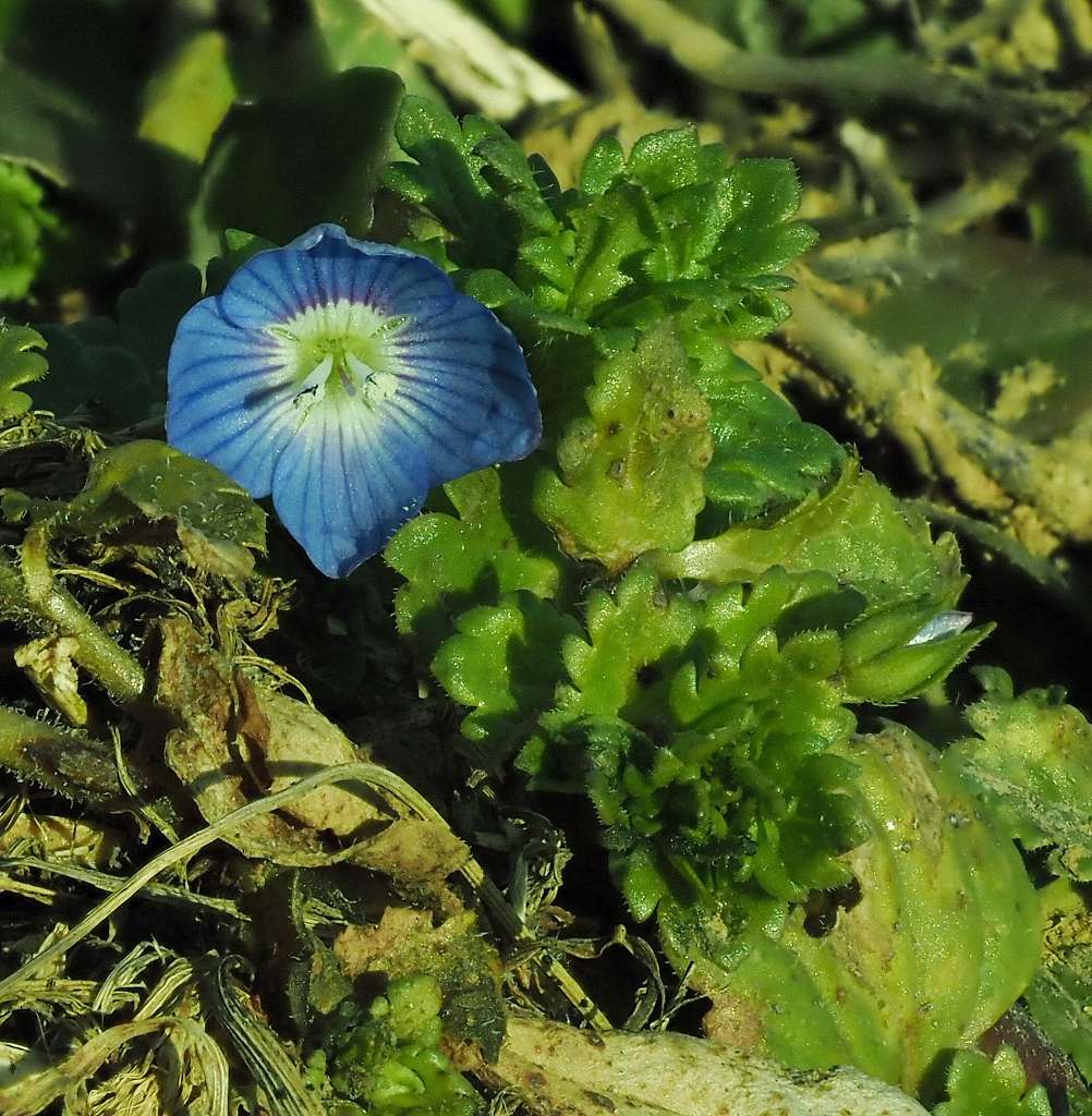 k-Veronica persica 2.JPG