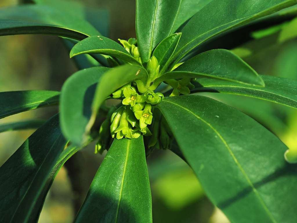 k-Daphne laureola.JPG