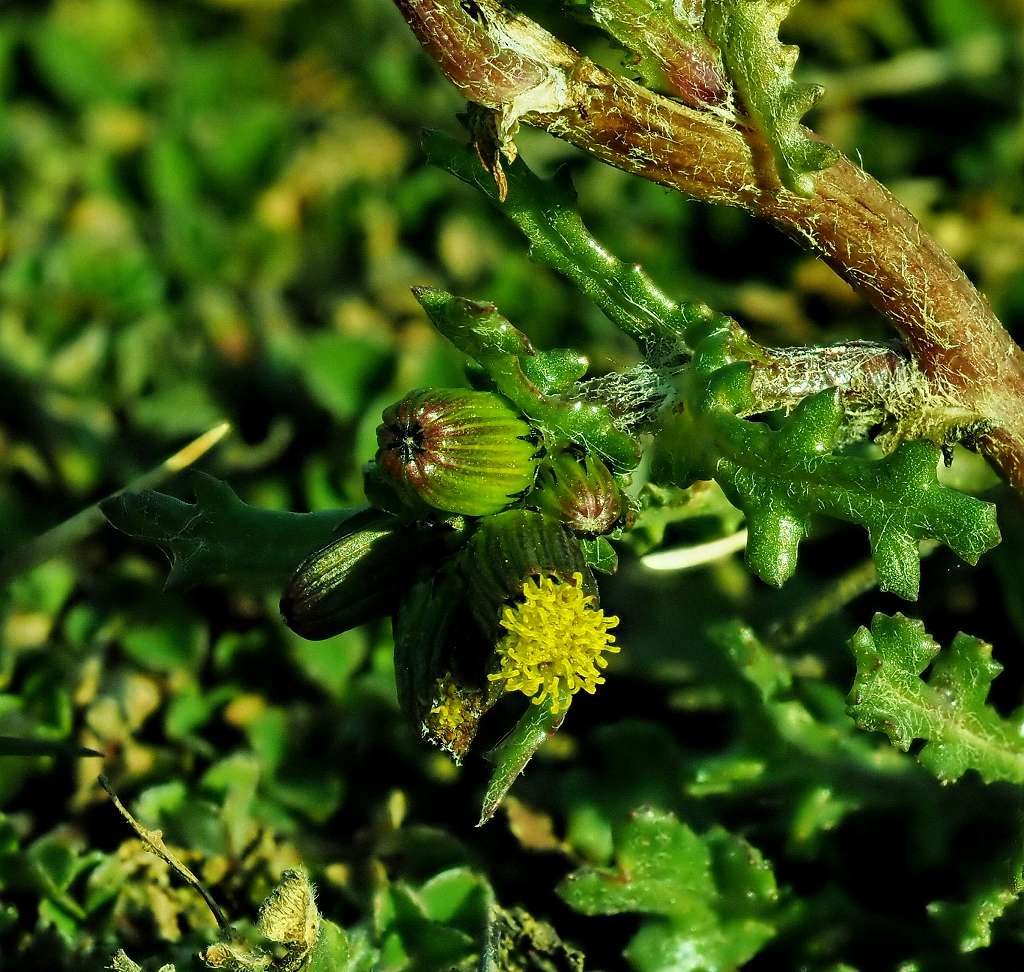 k-Senecio vulgaris.JPG