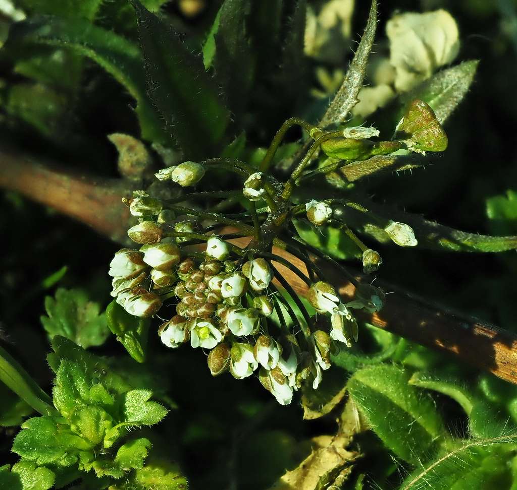 k-Capsella bursa-pastoris.JPG