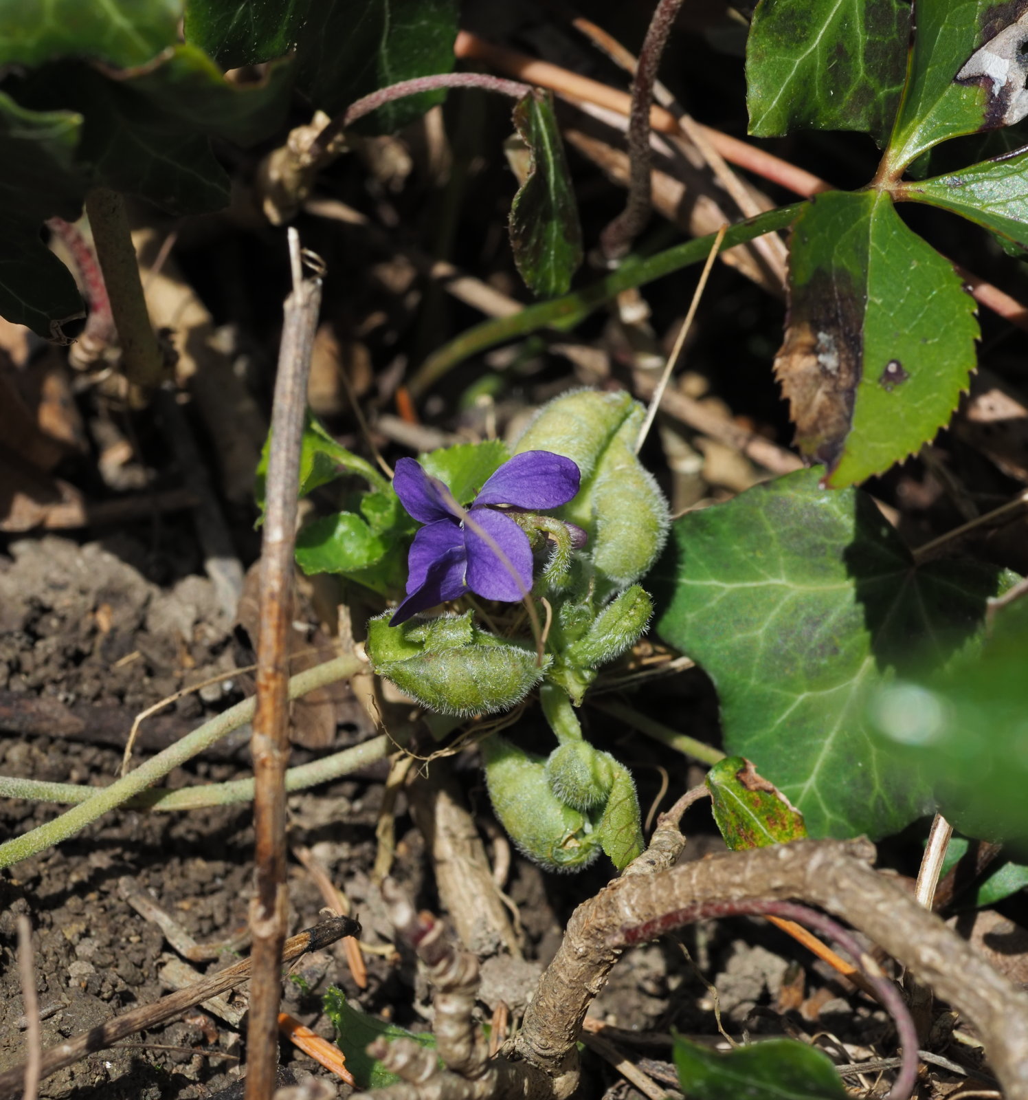 20220219_0098_P2190102_kl_Viola_odorata.jpg