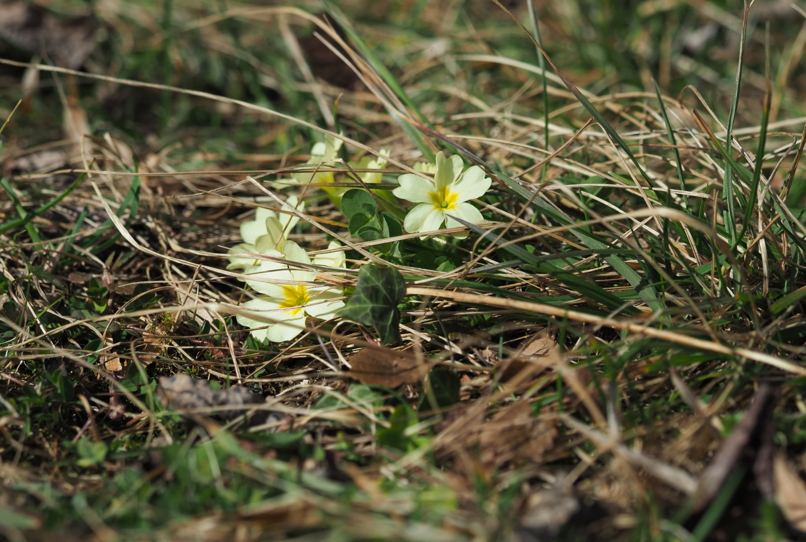 20220219_0121_P2190126_kl_Primula_vulgaris.jpg