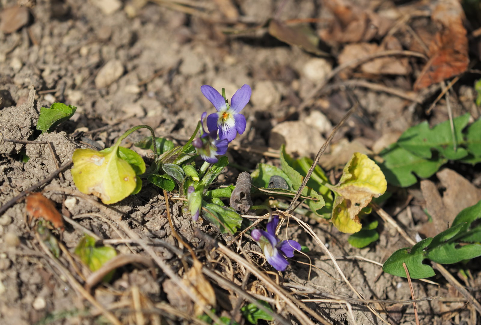 20220219_0148_P2190156_Viola_suavis.jpg